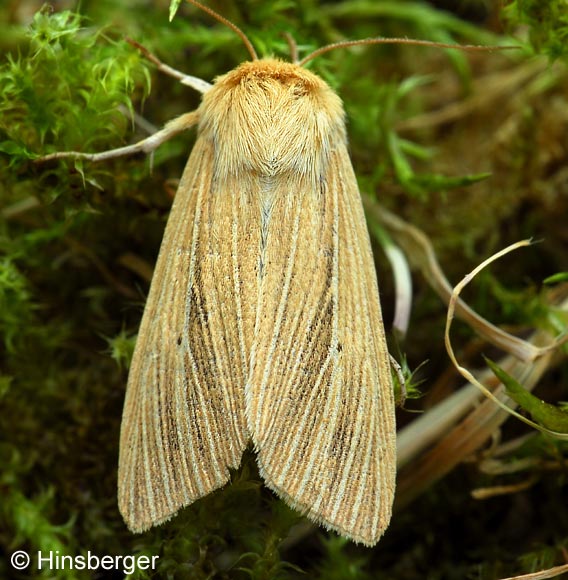 Mythimna pallens (LINNAEUS, 1758)