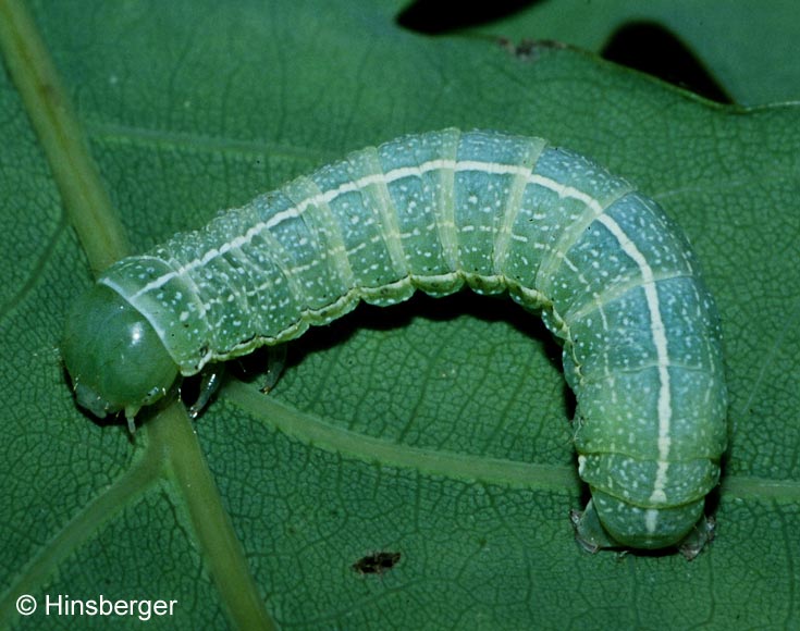 Orthosia incerta (HUFNAGEL, 1766)