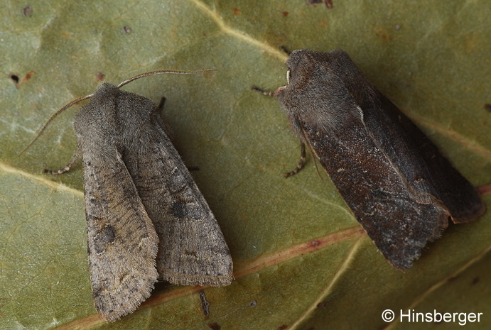 Orthosia incerta (HUFNAGEL, 1766)