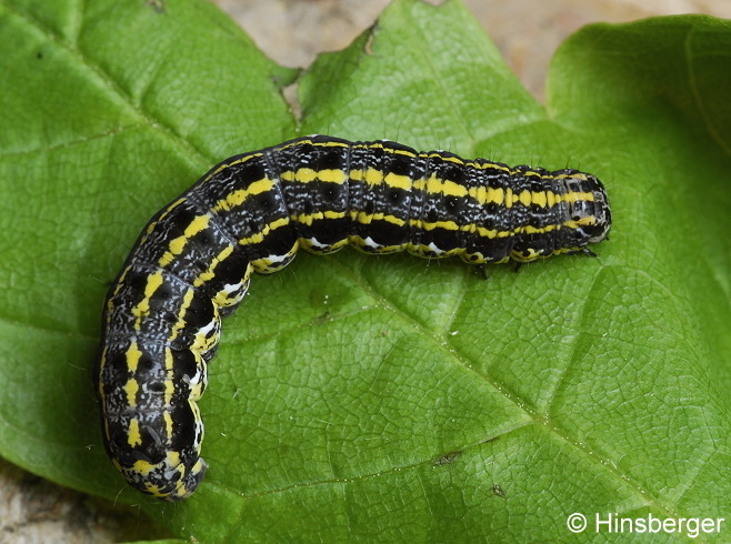 Orthosia miniosa (DENIS & SCHIFFERMLLER, 1775)