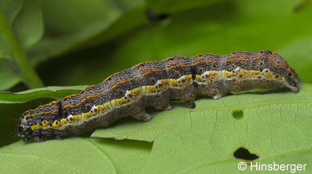 Orthosia miniosa (DENIS & SCHIFFERMLLER, 1775)