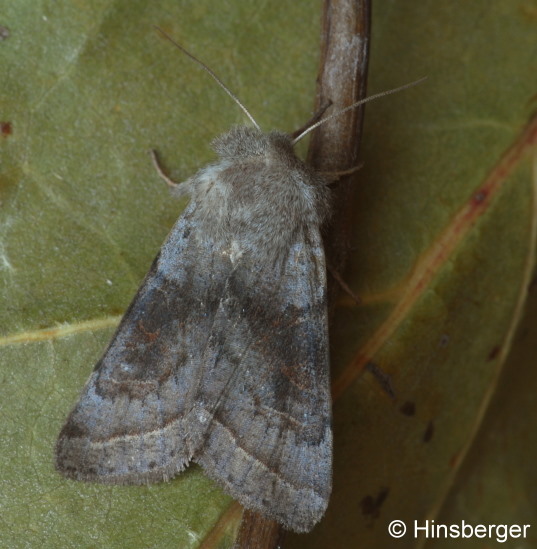 Orthosia opima (HBNER, 1809)