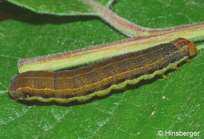 Orthosia opima (HBNER, 1809)