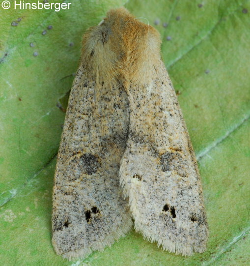 Orthosia munda (DENIS & SCHIFFERMLLER, 1775)