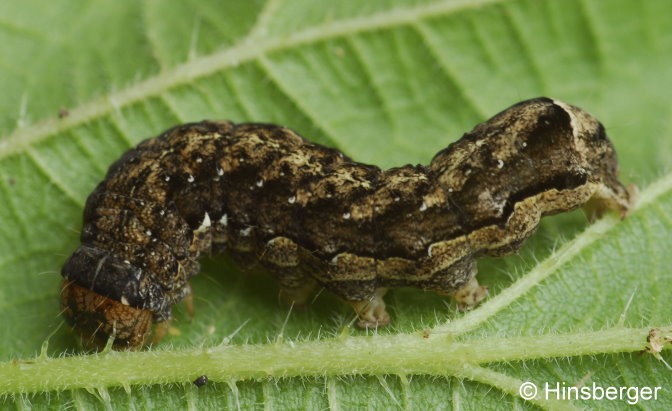 Orthosia munda (DENIS & SCHIFFERMLLER, 1775)