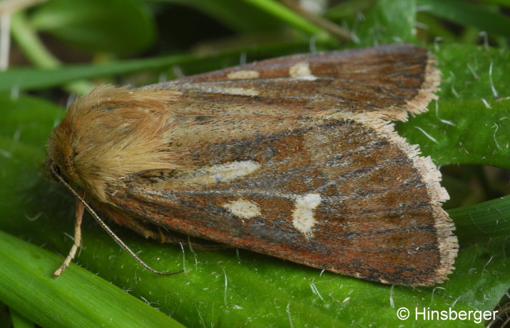 Cerapteryx graminis (LINNAEUS, 1758)