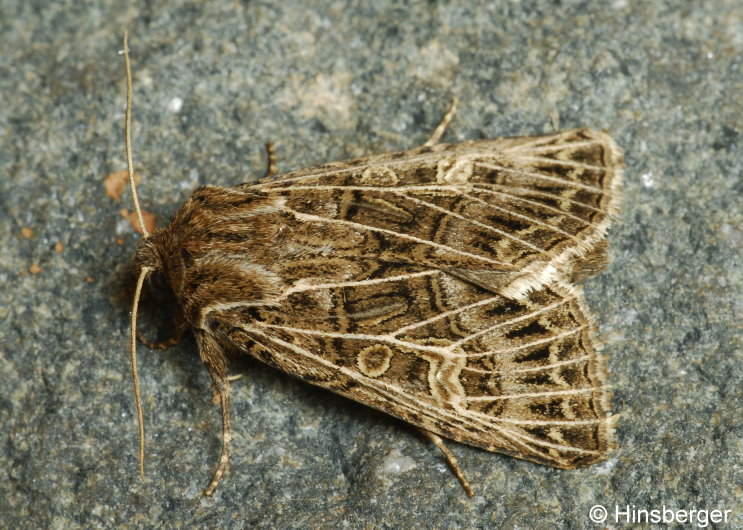 Tholera decimalis (PODA, 1761)