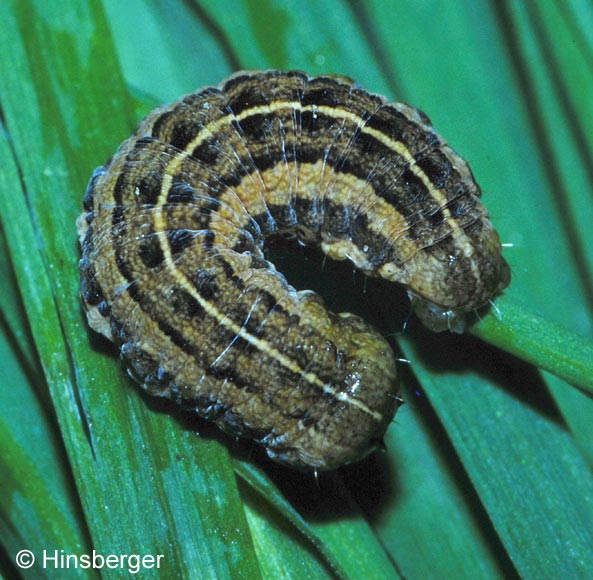 Pachetra sagittigera (HUFNAGEL, 1766)