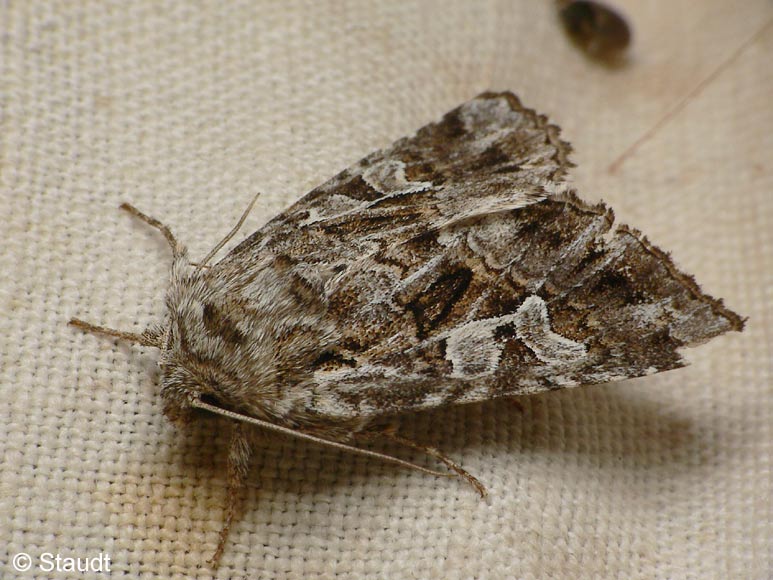 Pachetra sagittigera (HUFNAGEL, 1766)