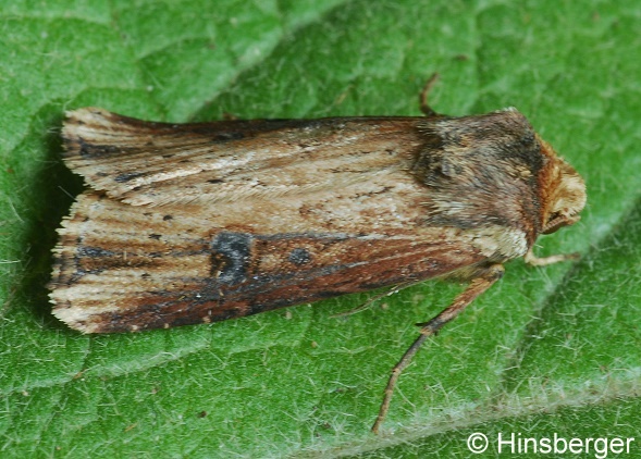 Axylia putris (LINNAEUS, 1761)