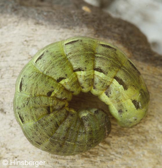 Noctua pronuba LINNAEUS, 1758