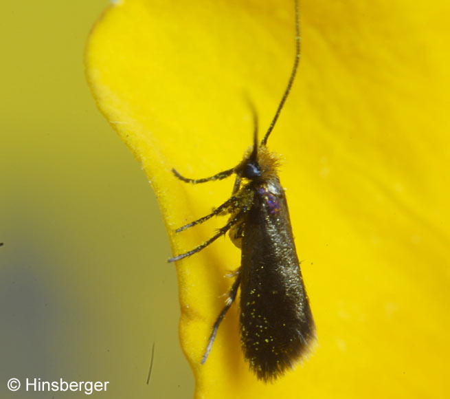 Micropterix calthella (LINNAEUS, 1761)