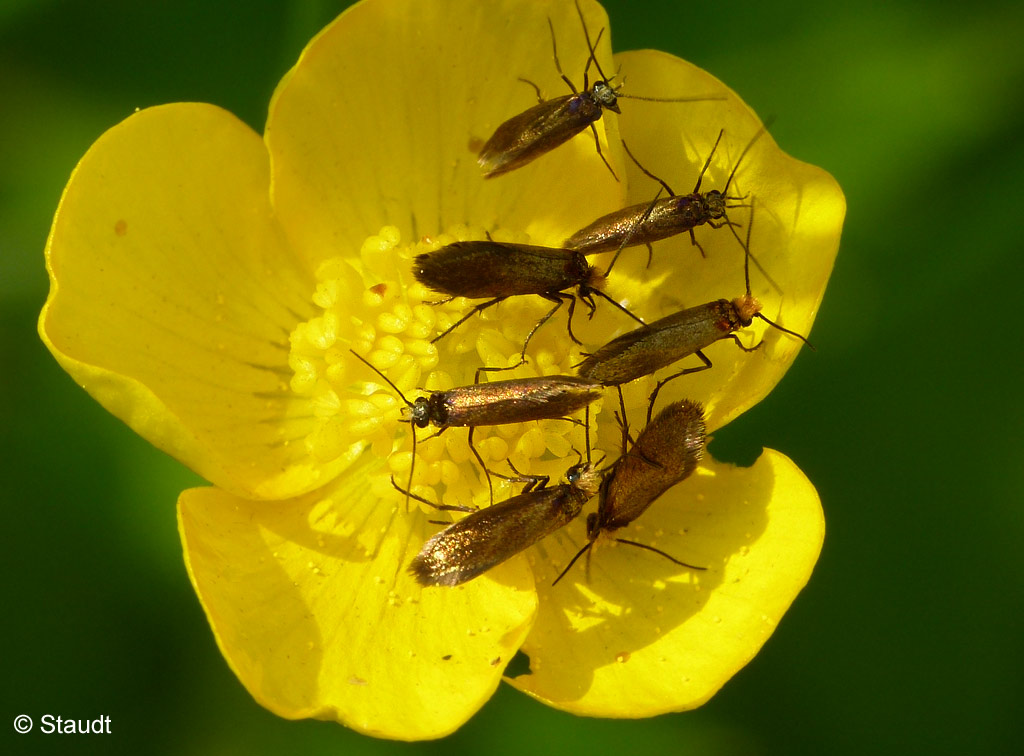 Micropterix calthella (LINNAEUS, 1761)