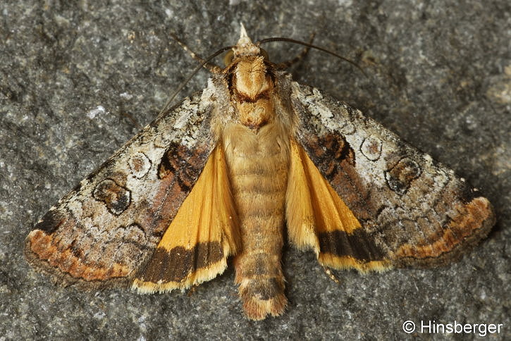 Epilecta linogrisea (DENIS & SCHIFFERMLLER, 1775)