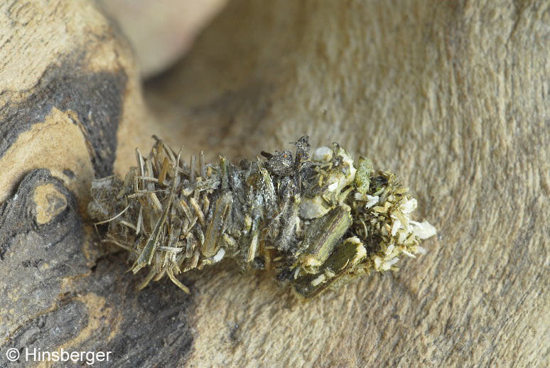 Sterrhopterix fusca (HAWORTH, 1809)