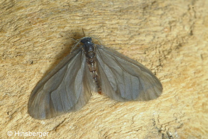 Sterrhopterix fusca (HAWORTH, 1809)