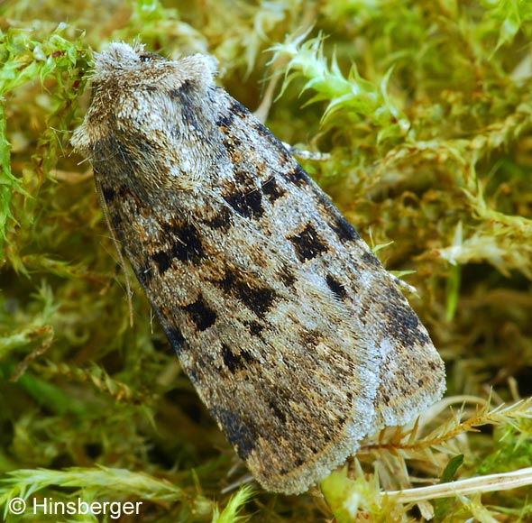 Chersotis multangula (HBNER, 1803)