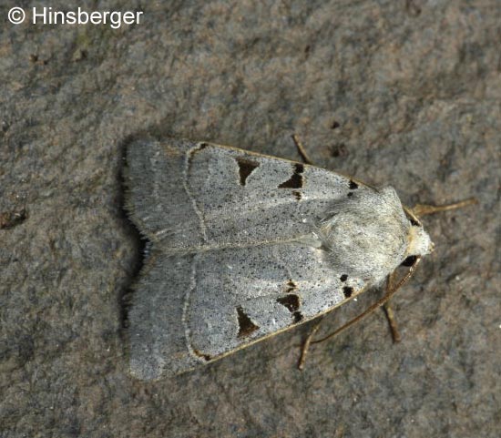 Paradiarsia glareosa (ESPER, 1788)