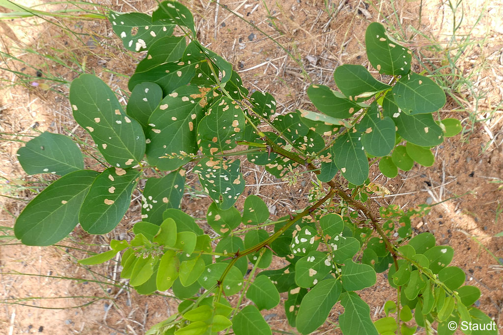 Apterona helicoidella (VALLOT, 1827)