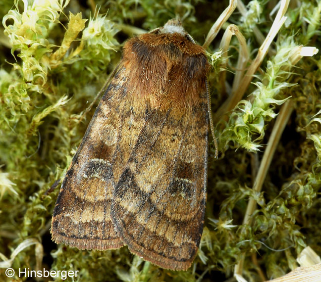 Xestia sexstrigata (HAWORTH, 1809)