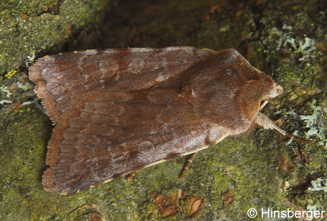 Cerastis rubricosa (DENIS & SCHIFFERM�LLER, 1775)