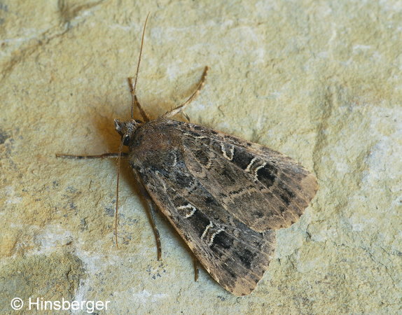 Naenia typica (LINNAEUS, 1758)