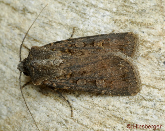 Euxoa nigricans (LINNAEUS, 1761)