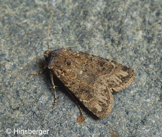 Euxoa tritici (LINNAEUS, 1761)