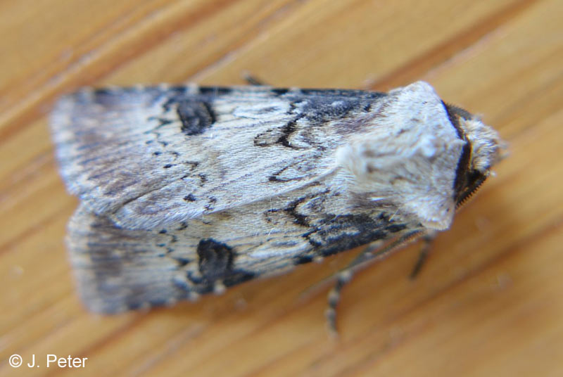 Agrotis puta (HBNER, 1803)