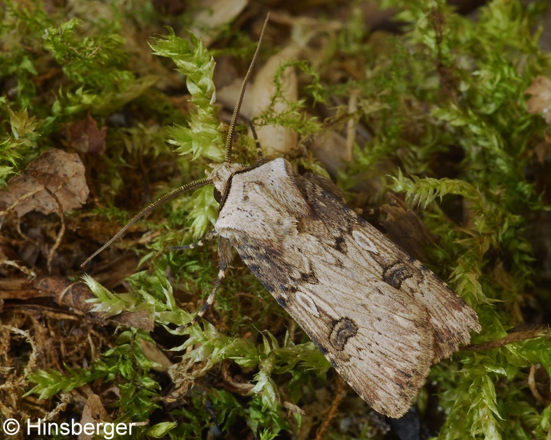 Agrotis puta (HBNER, 1803)