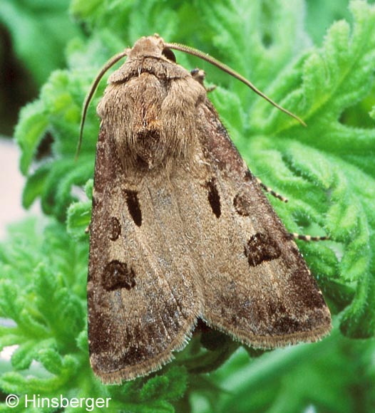 Agrotis exclamationis (LINNAEUS, 1758)