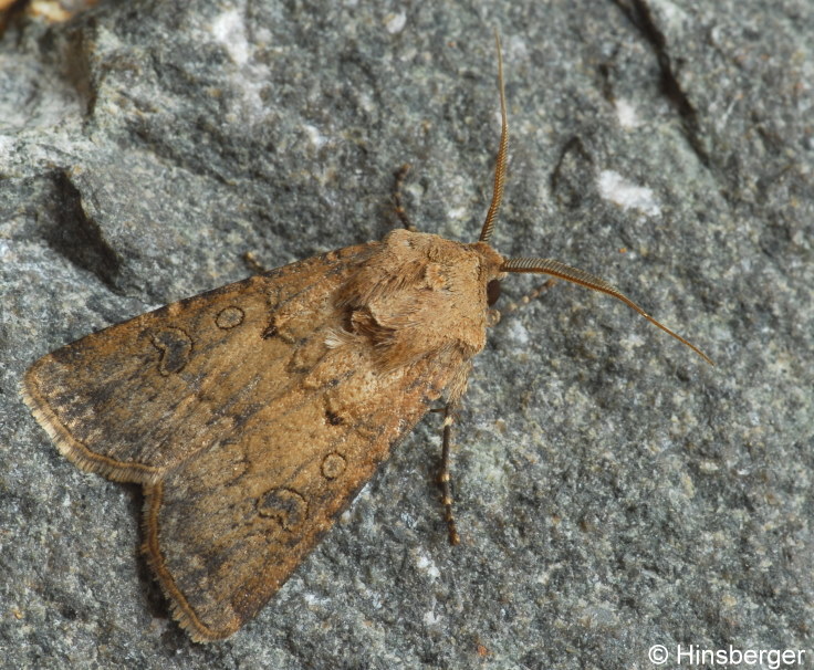 Agrotis segetum (DENIS & SCHIFFERMLLER, 1775)