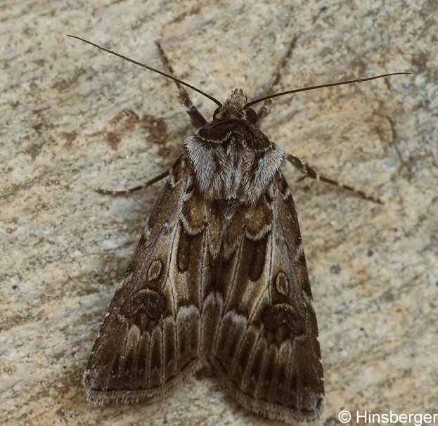 Agrotis vestigialis (HUFNAGEL, 1766)