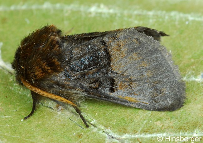 Colocasia coryli (LINNAEUS, 1758)