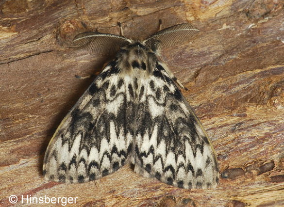 Lymantria monacha (LINNAEUS, 1758)