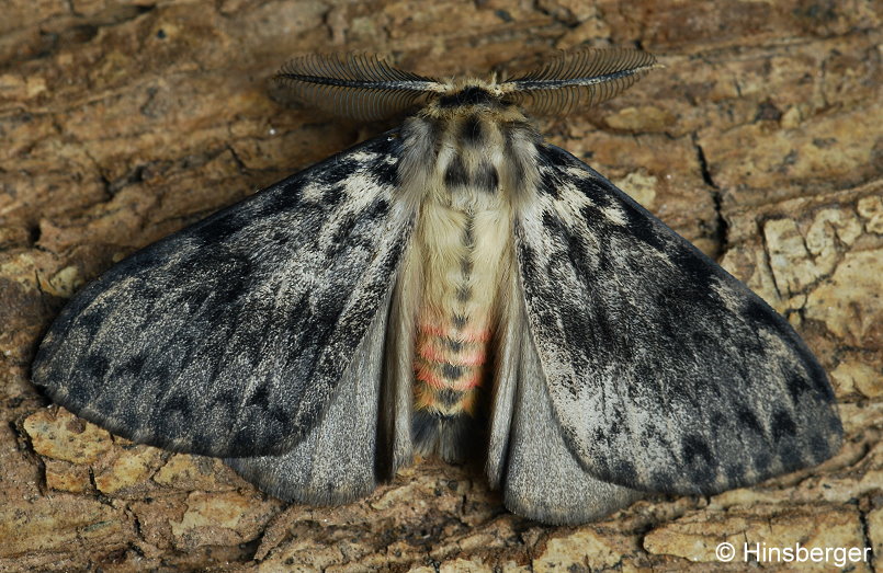 Lymantria monacha (LINNAEUS, 1758)