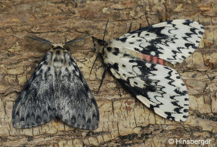 Lymantria monacha (LINNAEUS, 1758)