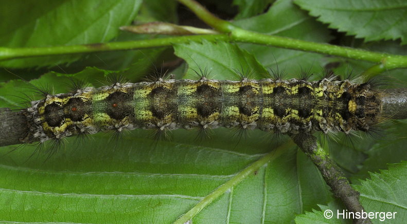 Lymantria monacha (LINNAEUS, 1758)