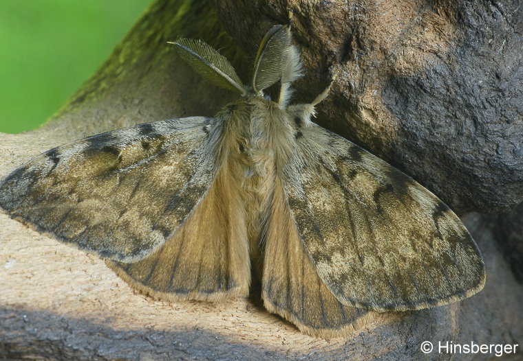 Lymantria dispar (LINNAEUS, 1758)