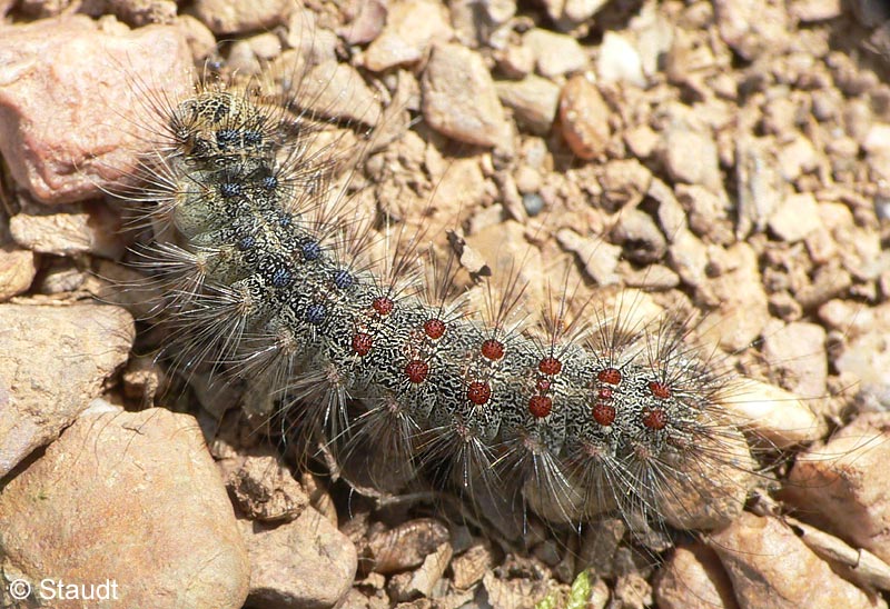 Lymantria dispar (LINNAEUS, 1758)