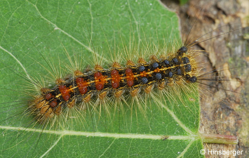 Lymantria dispar (LINNAEUS, 1758)