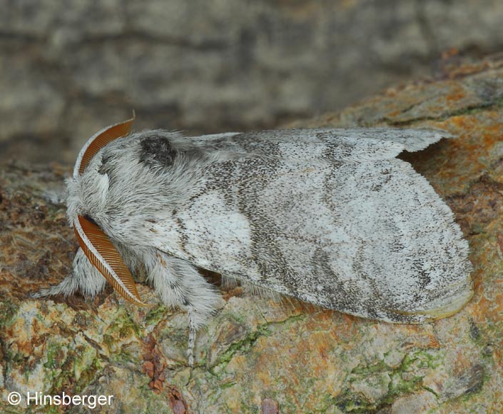 Calliteara pudibunda (LINNAEUS, 1758)