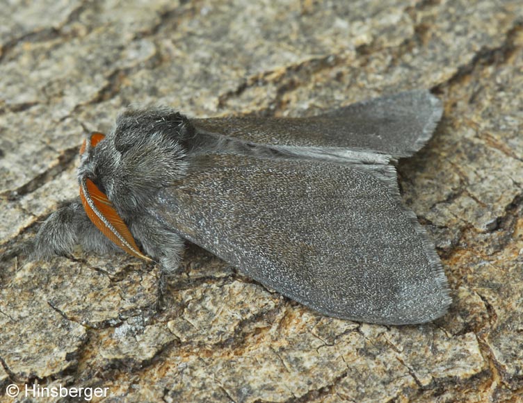 Calliteara pudibunda (LINNAEUS, 1758)