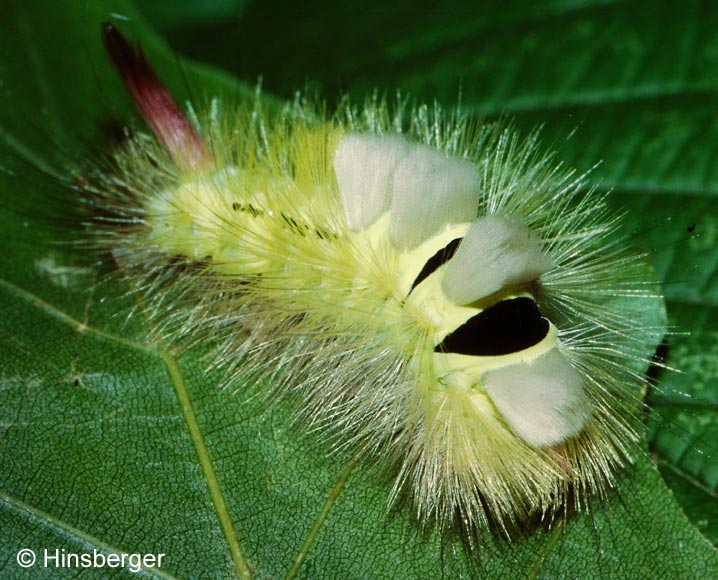 Calliteara pudibunda (LINNAEUS, 1758)