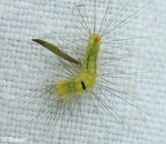 Calliteara pudibunda (LINNAEUS, 1758)