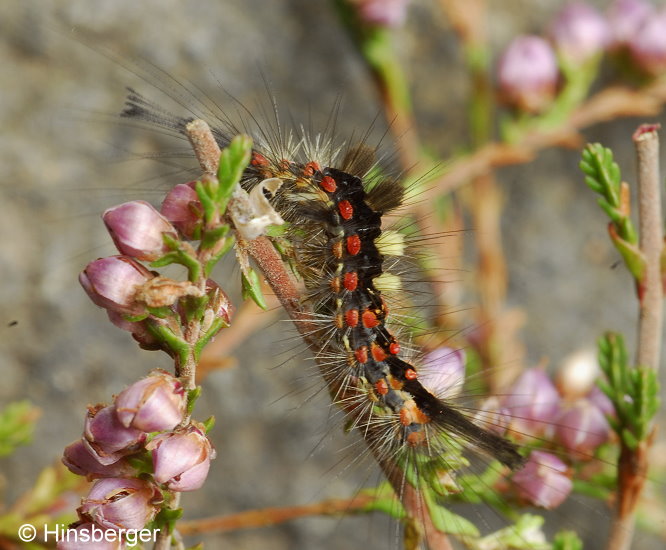 Orgyia antiqua (LINNAEUS, 1758)