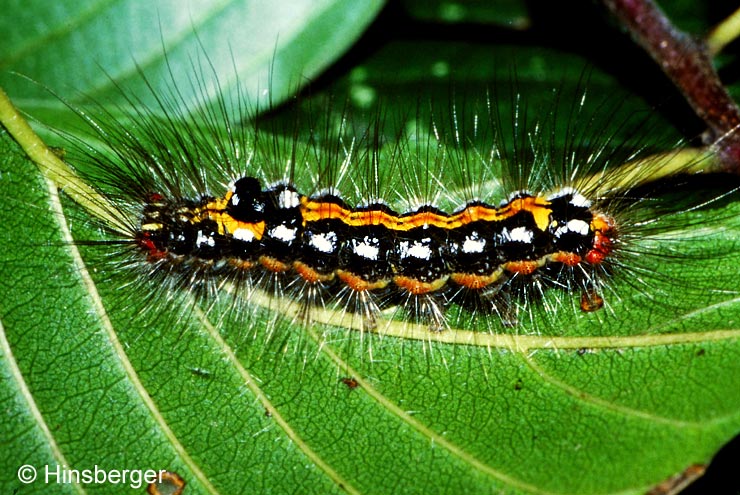 Euproctis similis (FUESSLY, 1775)