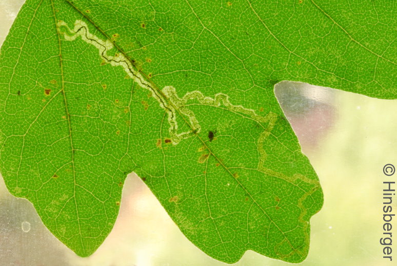 Stigmella aceris (FREY, 1857)