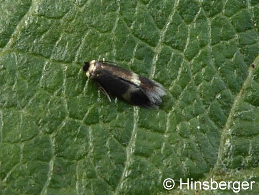 Stigmella aceris (FREY, 1857)