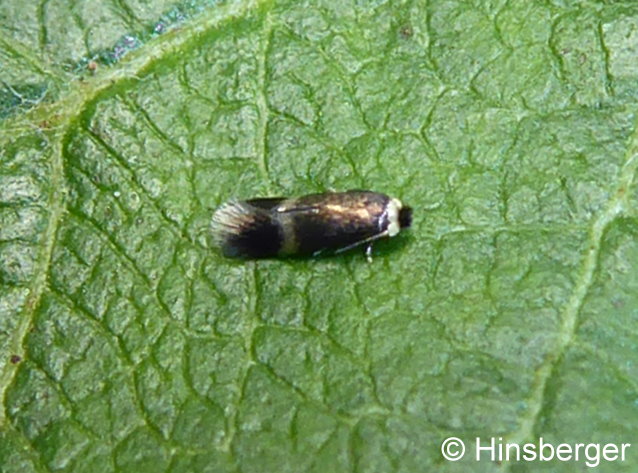 Stigmella aceris (FREY, 1857)